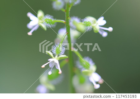 Mizutamasou Mizutamasou 117453193