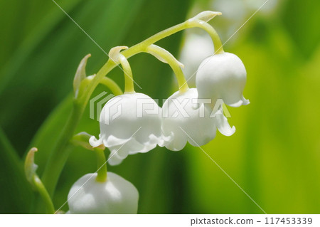 Lily of the valley close-up 117453339