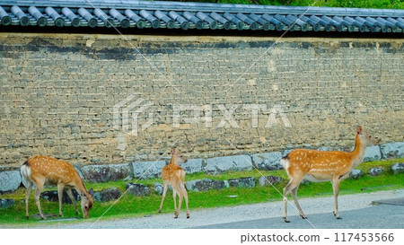 Mother and child deer gather in the grounds of Todaiji Temple in Nara 117453566