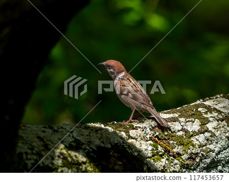 Sparrow that fits in a tree 117453657
