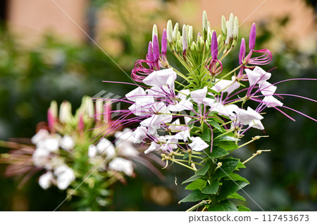 Flower of Creme 117453673