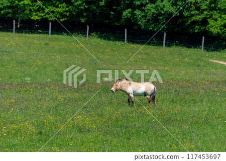 Equus ferus przewalskii, The wild horse in the forest of national park. Equus ferus przewalskii, The wild horse in the forest of national park. 117453697