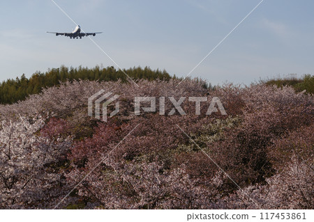 Cherry blossoms and airplane Cherry blossoms and airplane 117453861
