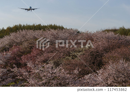 Cherry blossoms and airplane 117453862