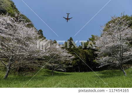 Cherry blossoms and airplane Cherry blossoms and airplane 117454165