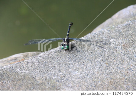A giant dragonfly resting on the bank of the Tokikawa River 117454570