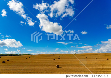 Harvested bales of straw in field at sunny summer day. 117454904