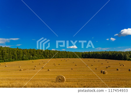 Harvested bales of straw in field at sunny summer day. 117454933