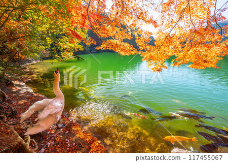 稻長湖的紅葉和天鵝【山梨縣南阿爾卑斯市】 117455067