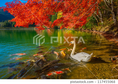 稻長湖的紅葉和天鵝【山梨縣南阿爾卑斯市】 117455068