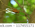 Red-eye 117455171
