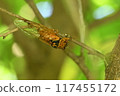 Red-eye 117455172