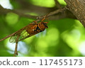 Red-eye 117455173