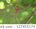 Red-eye 117455174