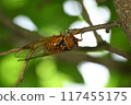 Red-eye 117455175