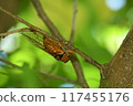 Red-eye 117455176