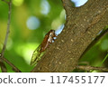 Red-eye 117455177
