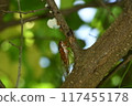 Red-eye 117455178
