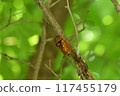 Red-eye 117455179