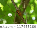 Red-eye 117455180