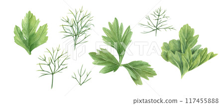 Parsley, dill and celery leaves. Fresh greenery. Garden herbs. Delicious seasoning plants for cooking. Watercolor floral illustration. Green aromatic ingredient for recipes, menu, cookbook 117455888