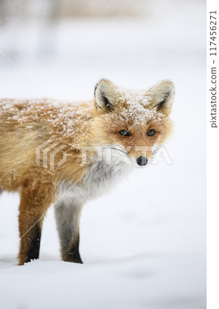 一隻穿著冬衣的紅狐，頭上有雪 117456271