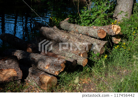 chopped tree trunk pieces. pieces of old wood cut down 117456442