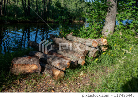 chopped tree trunk pieces. pieces of old wood cut down 117456443