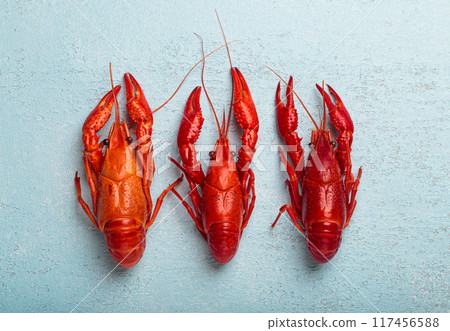 Three whole cooked crawfish lying on blue background top view 117456588