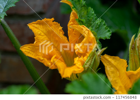 Zucchini or courgette flowers. Large yellow zucchini flowers and green leaves. 117456848
