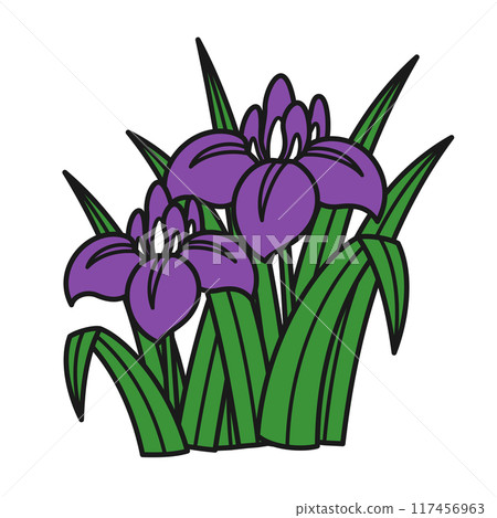 Iris illustration 117456963