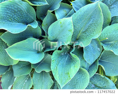 Blue-Green Foliage of Plant Hosta (Funkia) known as Plantain Lilies. 117457022