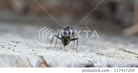 big forest ants in a native habitat big forest ants in a native habitat 117457204