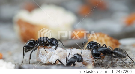 big forest ants in a native habitat big forest ants in a native habitat 117457206