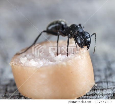 big forest ants in a native habitat 117457208
