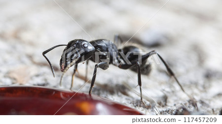 big forest ants in a native habitat big forest ants in a native habitat 117457209