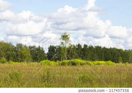 field of grass and blue sky 117457338