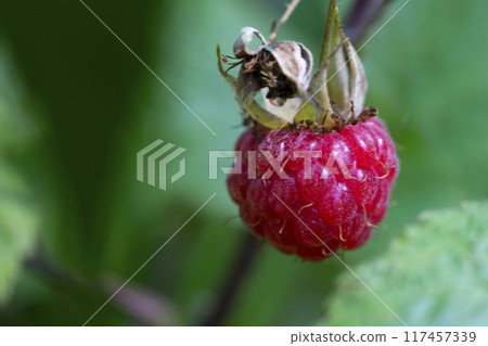 one berry of ripe red raspberries in the forest, 117457339