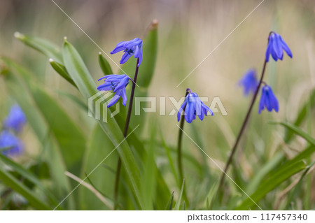 Siberian squill Scilla siberica . General view of the flowering plant 117457340