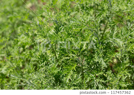 Wormwood (Artemisia vulgaris) grows wild in nature Wormwood (Artemisia vulgaris) grows wild in nature 117457362
