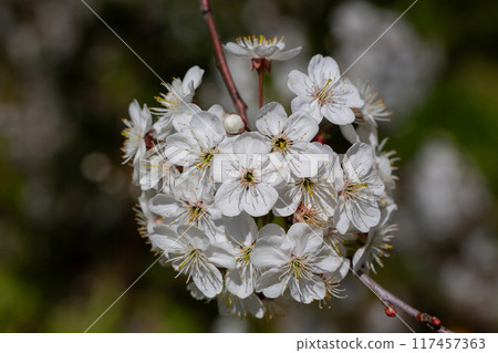 Prunus cerasus flowering tree flower, beautiful white petals tart dwarf cherry flowers in bloom. Garden fruit tree with blossom flowers Prunus cerasus flowering tree flower, beautiful white petals tart dwarf cherry flowers in bloom. Garden fruit tree with blossom flowers 117457363