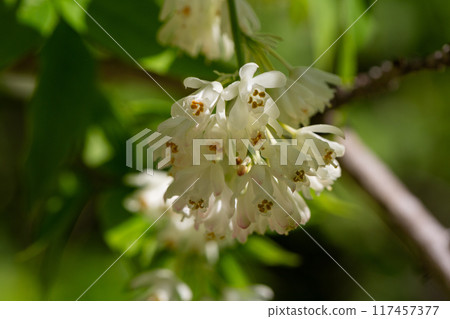 A close up shot of bell-shaped, fragrant buds and flowers of the Staphylea Pinnata amid green leaves spring flower background 117457377