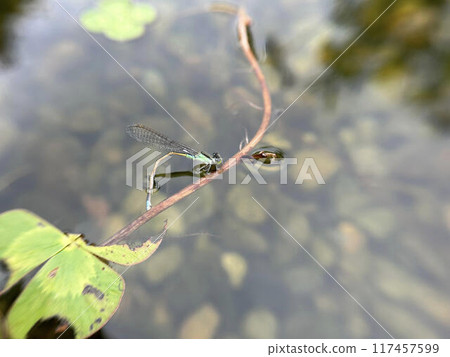 Damselflies laying eggs in a park pond Damselflies laying eggs in a park pond 117457599