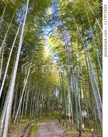 Walking trail and bamboo forest Walking trail and bamboo forest 117457604