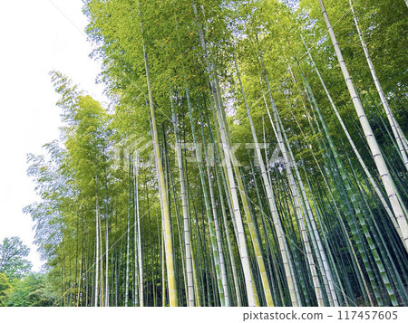 與竹林的風景 與竹林的風景 117457605