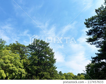 Blue sky view through the trees 117457633