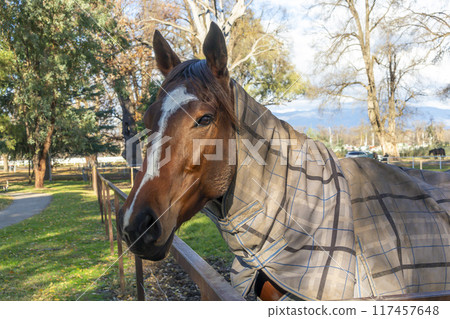 A horse resting in an outdoors livery yard in the sunshine A horse resting in an outdoors livery yard in the sunshine 117457648