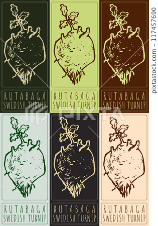 Set of vector drawing RUTABAGA in various colors. Hand drawn illustration. Latin name is SWEDISH TURNIP Set of vector drawing RUTABAGA in various colors. Hand drawn illustration. Latin name is SWEDISH TURNIP 117457690
