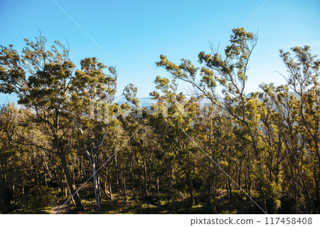General view of a group of trees with a blue sky in mid-spring afternoon. General view of a group of trees with a blue sky in mid-spring afternoon. 117458408