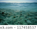 Underwater view of jellyfish and rocks at coastal location during early morning light 117458537